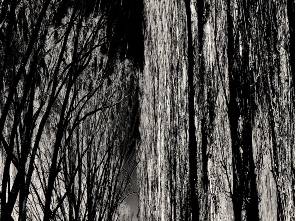 The Road (El Camino)